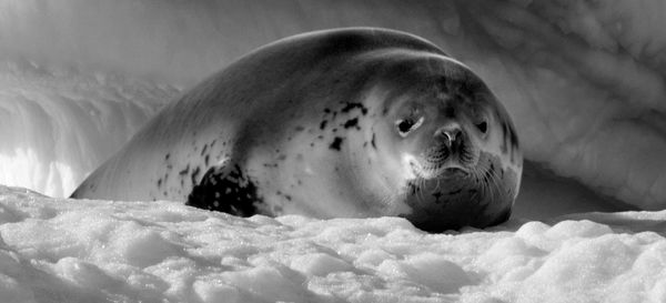 Close-up of seal