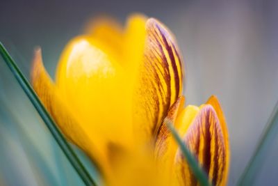 Close-up of yellow crocus flower