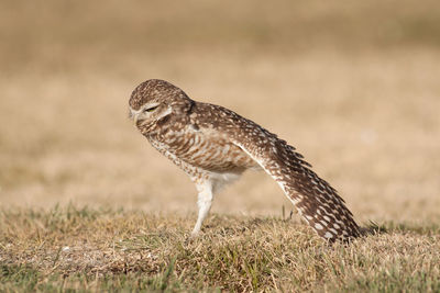 Close-up of a bird on land