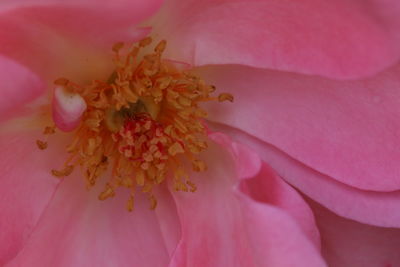 Full frame shot of pink cherry blossom