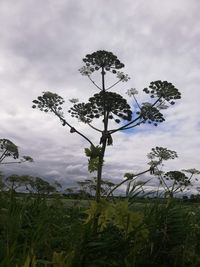 Scenic view of silhouette trees on field against sky