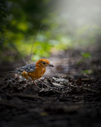 Close-up of bird perching on a field