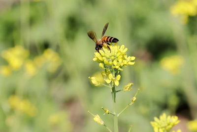 Close-up of bee pollinating on yellow flower