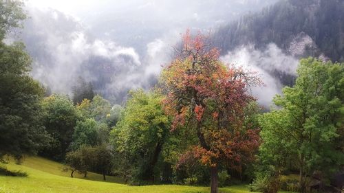 Scenic view of trees against sky