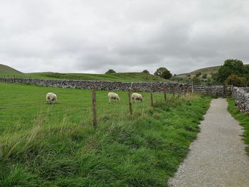 View of sheep on grassy field against sky