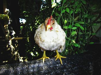 Close-up of bird perching on leaves