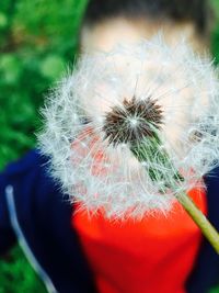 Close-up of dandelion against blurred background