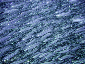 Full frame shot of fish swimming in sea