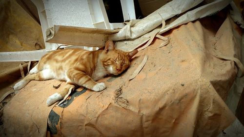 Portrait of cat sleeping outdoors