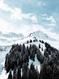 Pine trees on snow covered mountains against sky