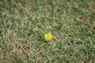 Close-up of yellow flower on field