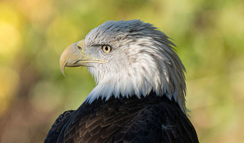 Adult american bald eagle male gets a close up head shot portrait