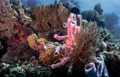 View of tube corals in the sea