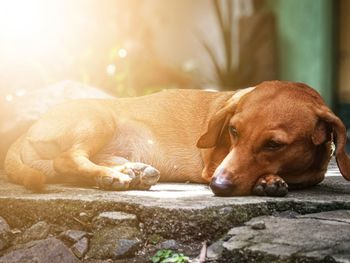 Close-up of a dog resting