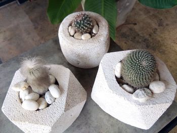 High angle view of succulent plant on table