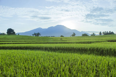 Scenic view of agricultural field against sky