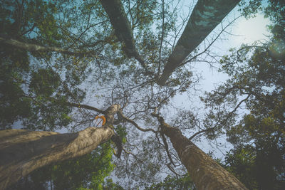 Low angle view of tree in forest