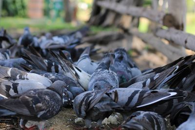 Close-up of pigeons perching