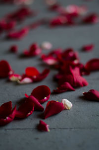 Close-up of red rose on table