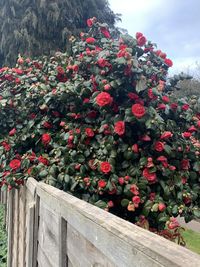 Close-up of red flowering plants against trees