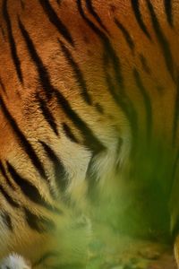 Full frame shot of a tiger