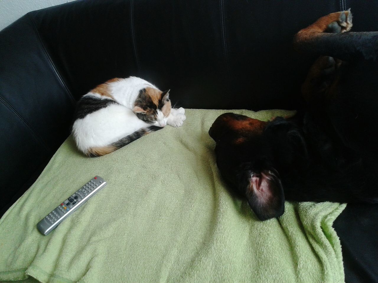 Katze und Hund