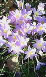 Close-up of purple flowers