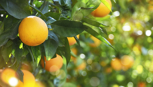 Close-up of oranges on tree