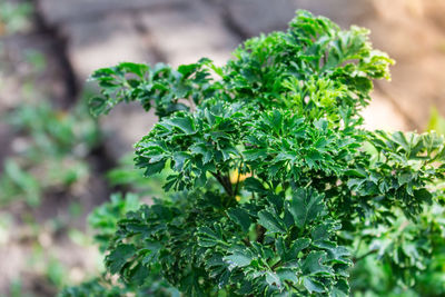 Close-up of fresh green plant