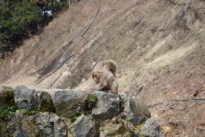 Monkey sitting on rock