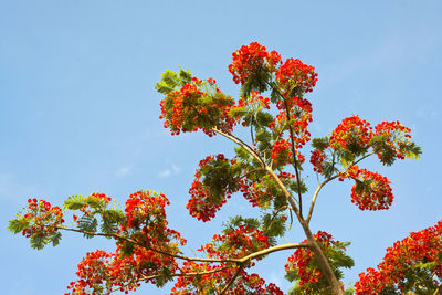 Low angle view of red flowering plant against sky