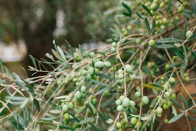 Close-up of fruit growing on tree