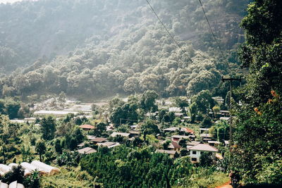 High angle view of trees and buildings in city