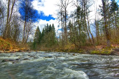 Scenic view of river in forest against sky