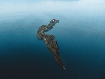 View of turtle swimming in sea