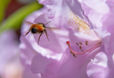 Close-up of bee pollinating on pink flower