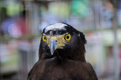 Close-up portrait of a bird