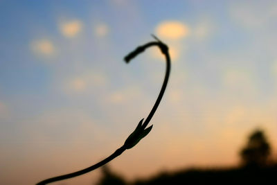 Close-up of leaf against sky