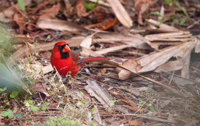 Bird perching on field