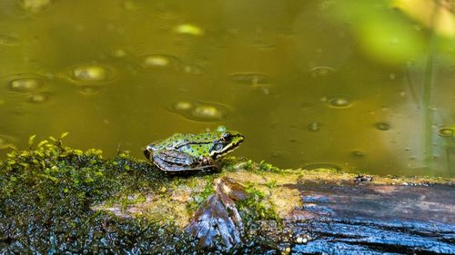 Close-up of frog swimming in lake