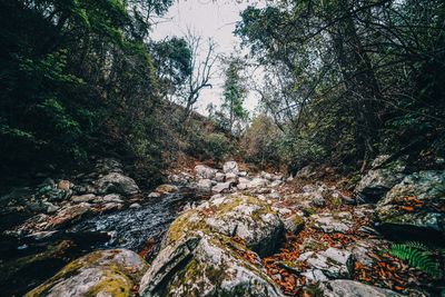 Low angle view of trees in forest