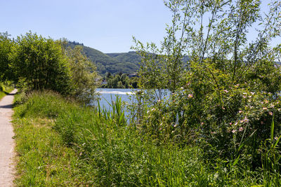 Scenic view of lake by trees against sky