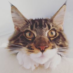 Close-up portrait of cat against white background