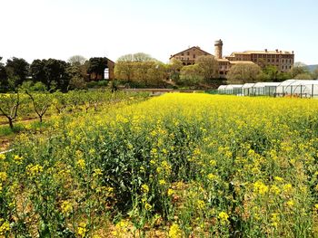 Yellow flowers growing on field against clear sky