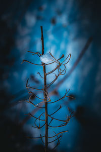 Close-up of plant against sky