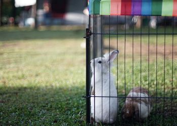 Close-up of rabbits in cage