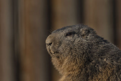 Close-up of an animal looking away