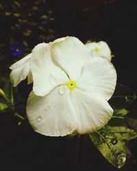 Close-up of frangipani blooming outdoors at night