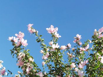 Low angle view of magnolia blossoms against sky