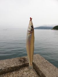 View of fish hanging on sea against sky